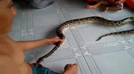 Two brave kids playing with the python