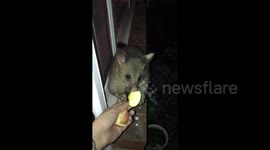 Newsflare Edit - I fed a brushtail possum and he held my hand while he ate his apple!