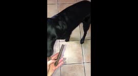A Labrador puppy is given 2 choices of treats to eat.