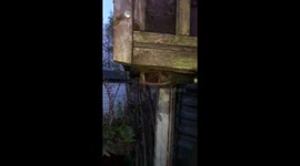 Angry Bird scares man