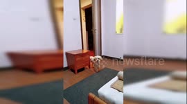 Intelligent dog follows owner's bedtime routine demands
