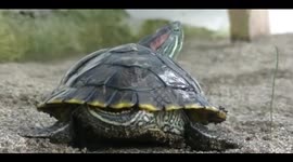 Detail picture the beauty of the colors of brazil turtles or also called red ear slider turtles