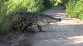 Gigantic alligator crosses path at circle b bar reserve