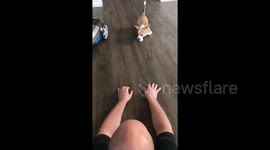 Netherlands puppy won't leave her owner alone