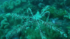 Swimming feather star floating over coral reef in Philippines