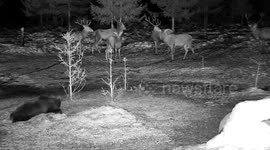 Bear cub playing in the deer food, the deer can't believe their eyes