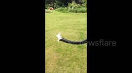 Dog drags giant tube