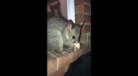 Brushtail possum eating apple