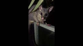 Australian brushtail possum eating grape