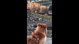 Dog and reindeer just chilli’n
