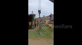 Aged crocodile chokes after eating sheep