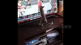 'Kitty fighter' attempts to join in video game wrestling match on TV