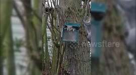 Hide and go squirrel: Hilarious moment one squirrel hides to totally scare fellow squirrel