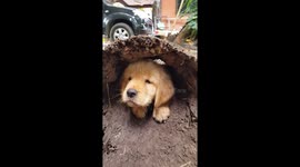 Puppy Plays Hide And Seek In Log