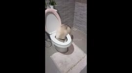Husky in Bangkok drinks water from a toilet
