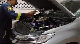 Huge python found on car engine in Thailand