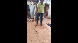 Indian farmer catches egg-stealing cobra and makes it return its loot