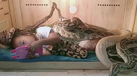 Indonesian girl calmly watches cartoons on phone while covered head to toe in snakes