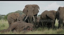 Photographer captures 'extraordinary scene' as elephants mourn deceased friend in Tanzania