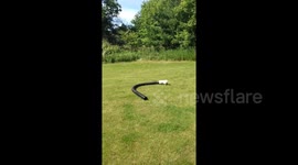 Excitable US dog runs in circles with giant tube on its head