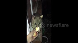 Aussie woman feeds a shy brushtail possum that lives in her roof