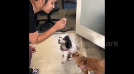 Trainer at gym makes her poodle dogs perform tricks at work.