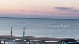 Leaping Dolphins playing in Whitley Bay