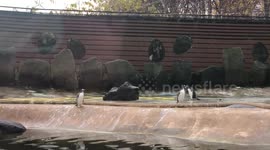 Penguin chasing a hose pipe and can't catch it