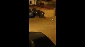 Urban fox making mess and eating from bins