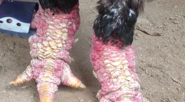 'Dragon chicken' is among world's most expensive meat due to their unique size