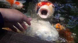 Finger Playing with giant koi carp on the water! Beautiful and friendly koi fish