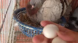 Mother pigeons fight to protect the two eggs in the nest