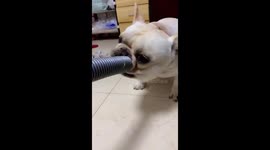 Funny fail: My dog got his head stuck to my vacuum cleaner
