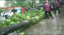 Dozens of trees bar city streets after storm wracks western Indonesia