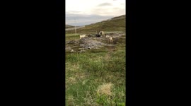 Reindeers