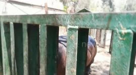 Hungry Hungry Hippo Family