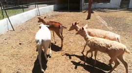 African Female Deers Following Male