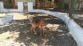 White Female Deer Lovely Ponding With Male