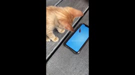 Funny Kitten catching faked fishes on Phone
