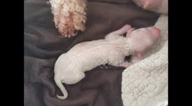 From birth to leaving