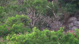 Millions of bats fly out of a cave in Thailand