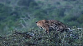 LEOPARD on the scout for potential prey!!