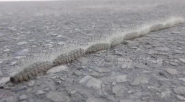 Why did Thaumetopoea solitaria made a procession and crossed the road?