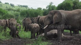 Baby elephants muck around in mud bath at Rwanda national park