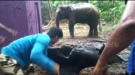 Mother elephant watches anxiously as officials rescue calf