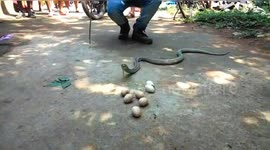Cobra Snake regurgitates 7 egg in Northern East India.