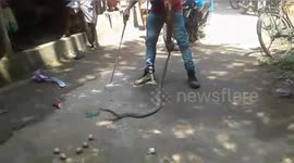Bloated cobra is filmed being forced to regurgitate seven whole eggs