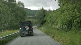 Sheep in the road