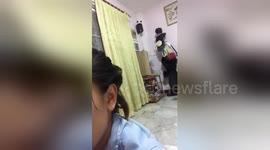 Pet bird forms nest in woman's hair