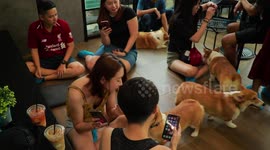 This cafe filled with corgis in Thailand is fit for a queen